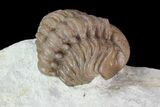 Bargain, Enrolled Lochovella (Reedops) Trilobite - Oklahoma #68630-4